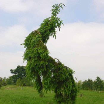 Picea omorika (Smrek srbský) ´PENDULA´ - kont. C7.5L, výška: 100-130 cm